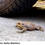 Landschaftspflegeverband und Naturschützer helfen den Kröten