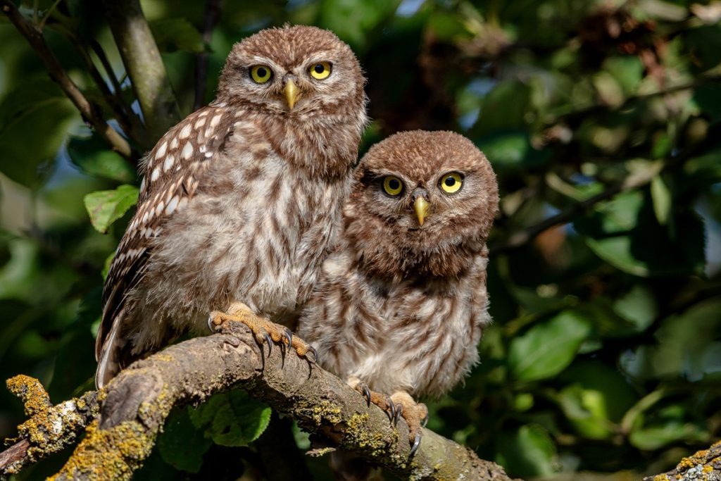 Gemeinsam für den Steinkauz: Landesbund für Vogelschutz e.V. (LBV), Landschaftspflegeverband Bad Kissingen e.V. (LPV) und Streuobstwiesenbesitzer