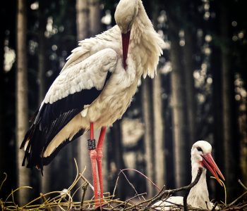 stork-3678282_1920